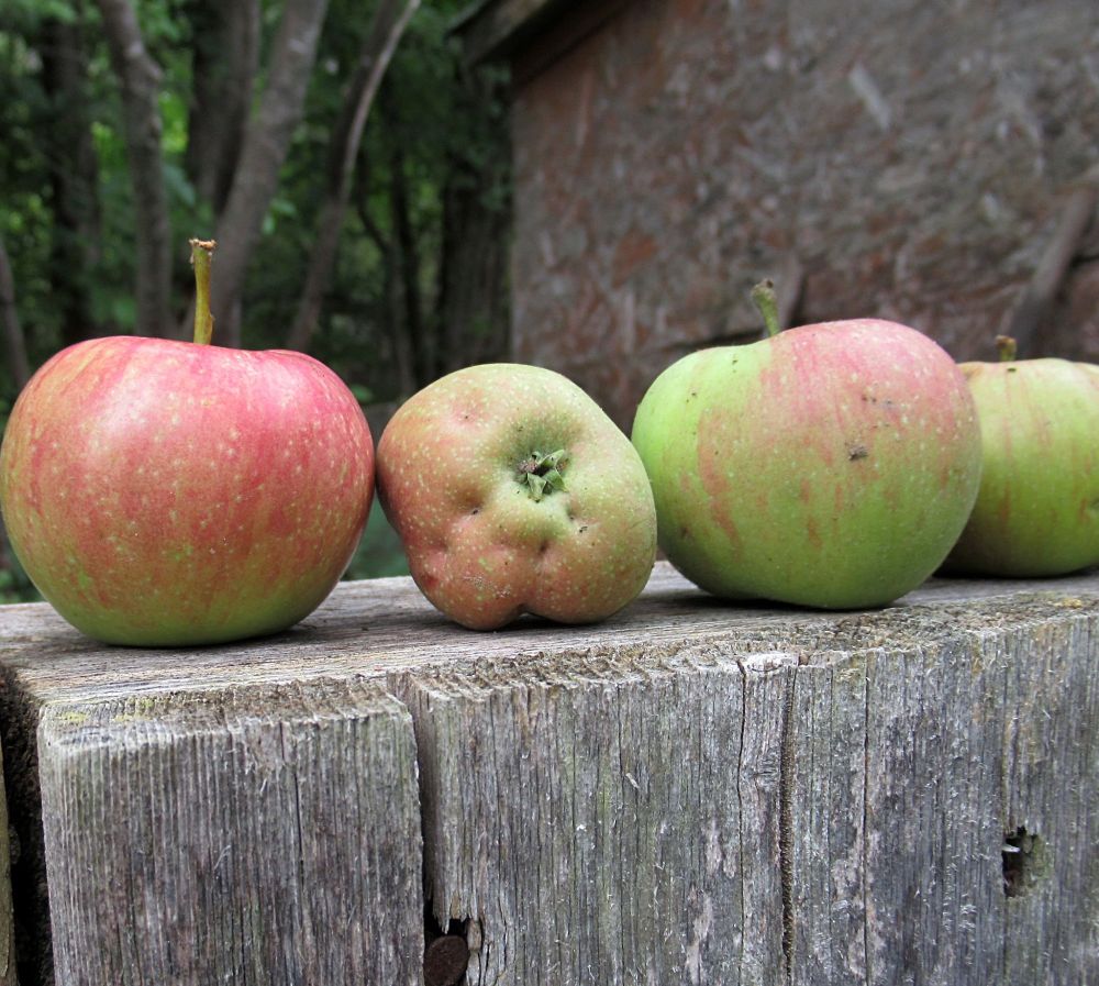 A fallen apple presents with a weary face. 