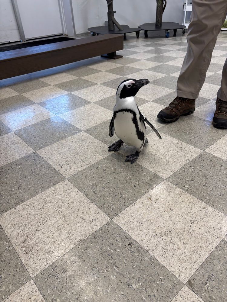 A little black and white South African penguin just kinda vibing. I got to touch her back. Bet you’re jealous of that. 