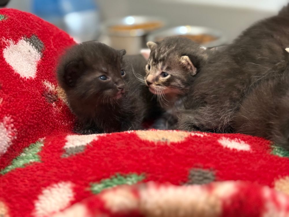 Two small kittens are lying on a red blanket with a white heart pattern. One kitten is dark gray with fluffy fur, and the other has a mix of gray and light brown fur with stripes. They appear to be looking at each other, nestled closely together.