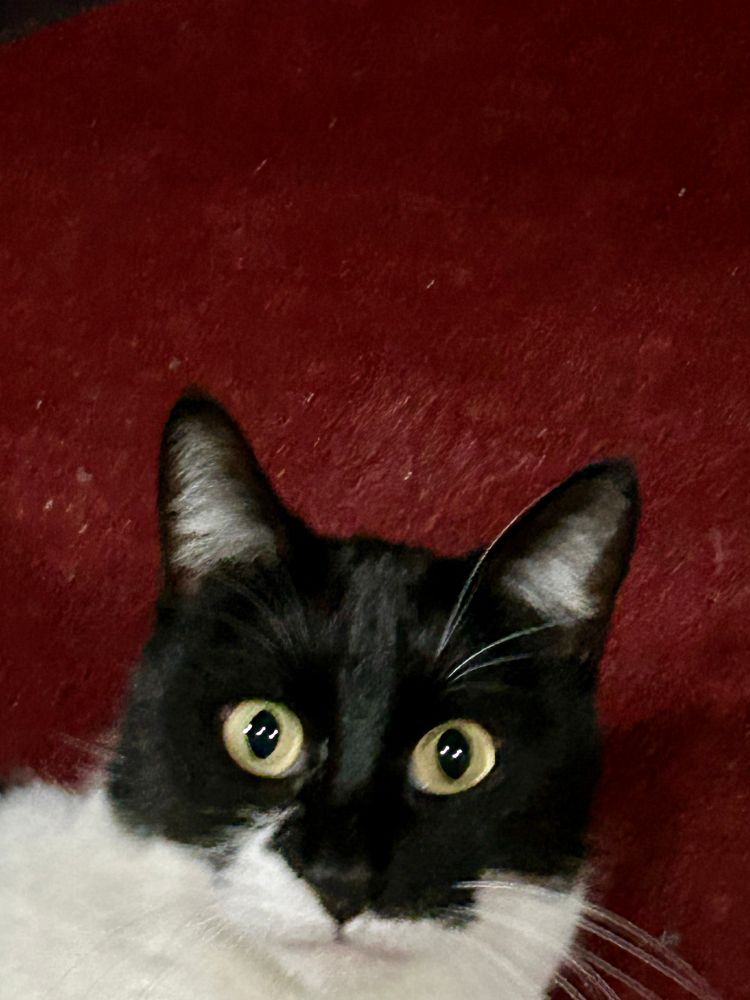 Headshot of a female tuxedo cat with very open eyes 