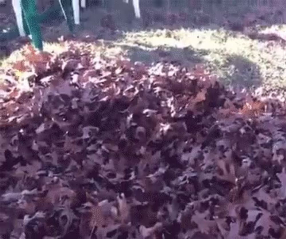 a pile of leaves is sitting on the ground in the grass .