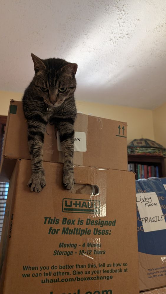 A brown tabby cat lays on top of several moving boxes. Her legs are hanging in front of one.