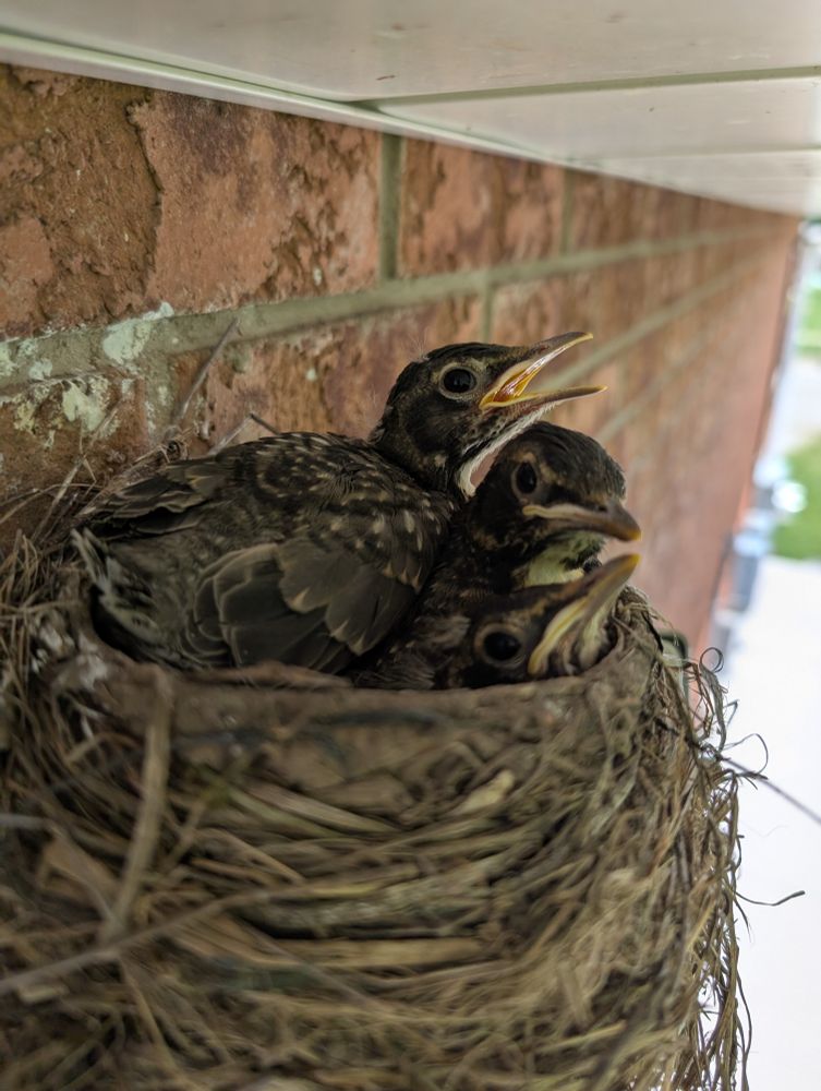 Baby robins in a nest 