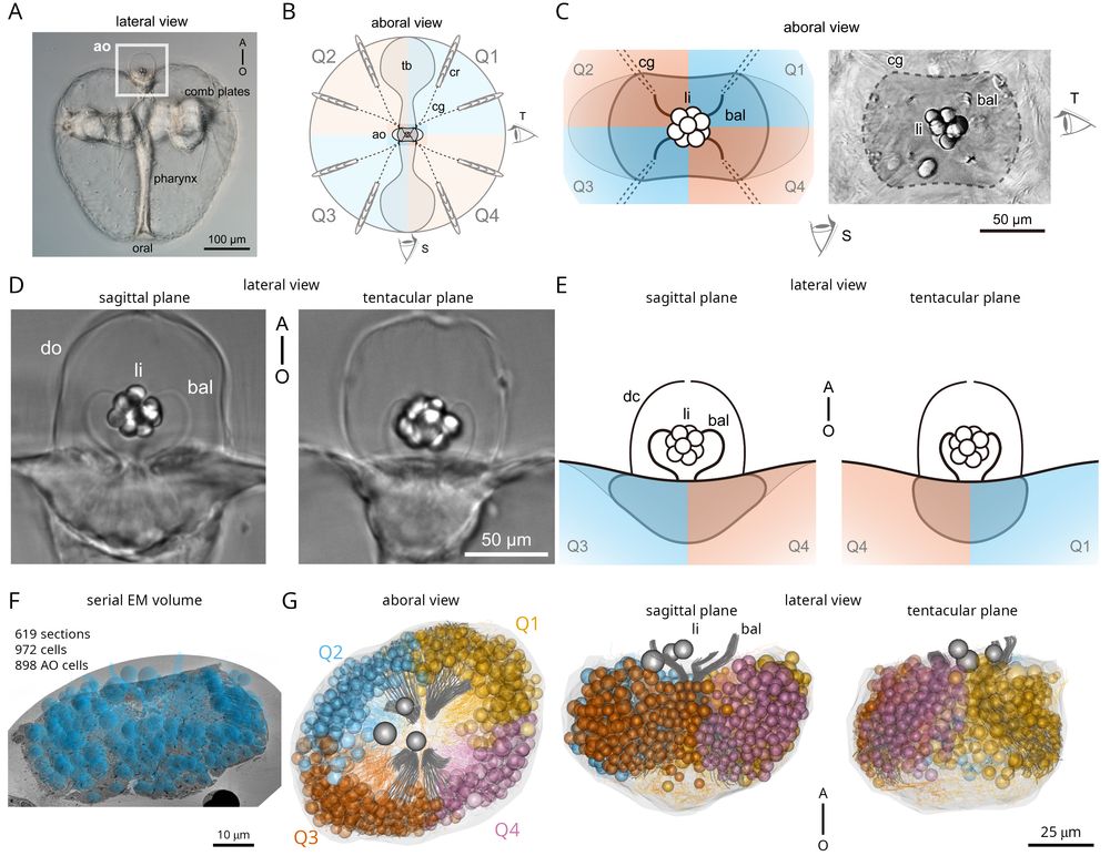 Volume rendering of the ctenophore aboral organ reconstructed by volume EM, showing the gravisensory balancers and the four quadrants.
