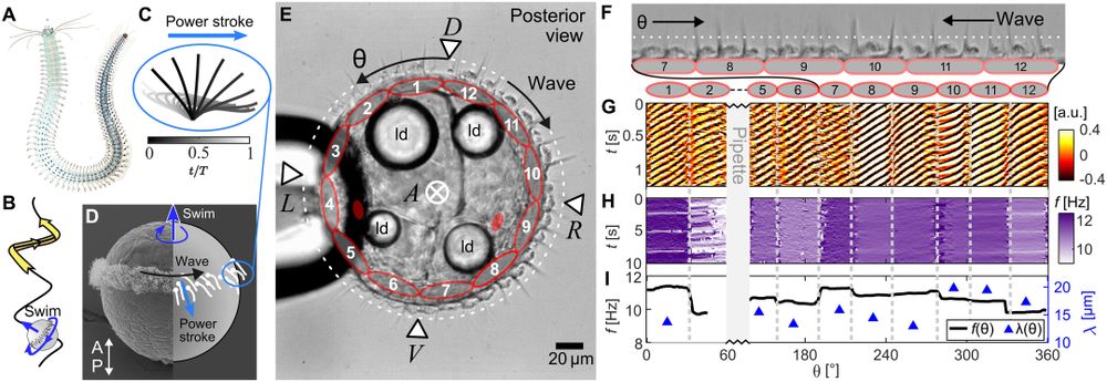 The dexioplectic ciliary metachronal wave of Platynereis larvae shows spatial patterning.