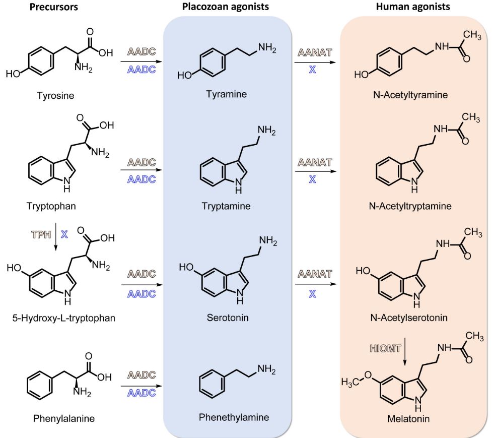 Synthesis pathway of
placozoan monoamine receptor agonists compared to the acetylated versions
of the compounds that activate human melatonin receptors