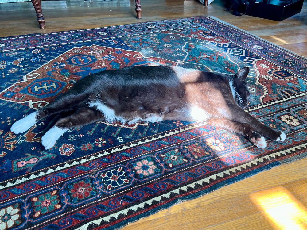 Brown tuxedo cat laying long across an ornate rug, a thin sunbeam splaying across the floor, rug, and cat shoulder 