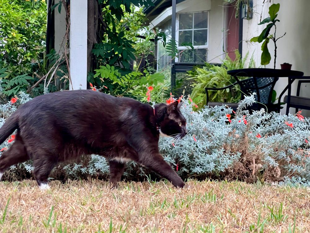 Brown tuxedo cat in profile caught mid-walk as he explores the same small backyard explores every morning 