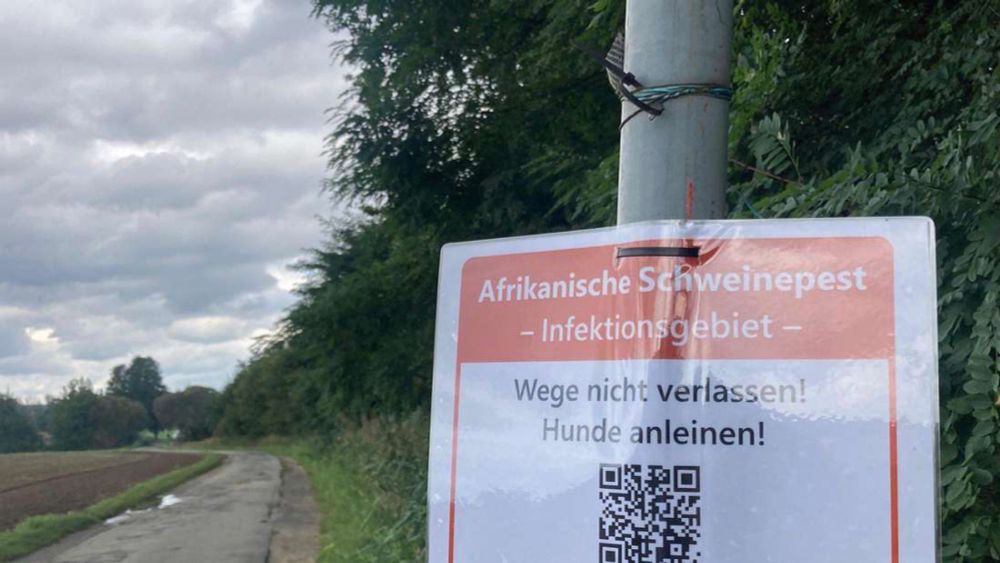 Schweinepest-Restriktionen in Südhessen gelockert