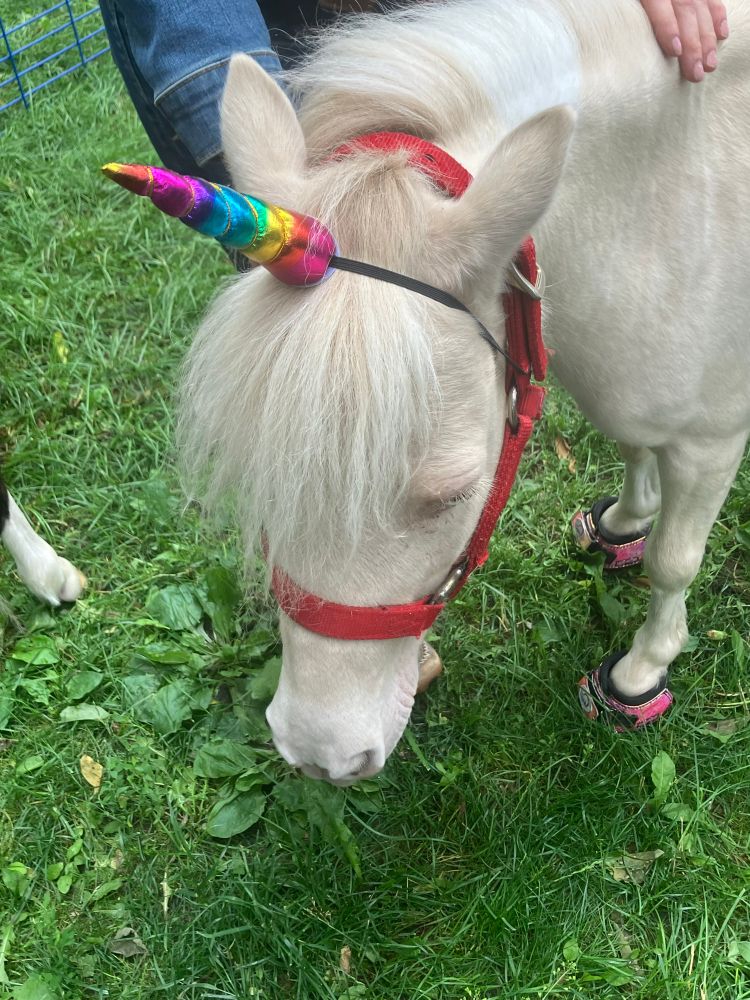 a cream colored miniature horse with a rainbow unicorn horn