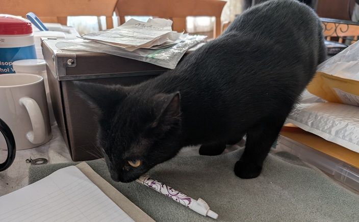 Mariner, a black shorthaired kitten, caught in the act of stealing a pen from a cluttered table top.