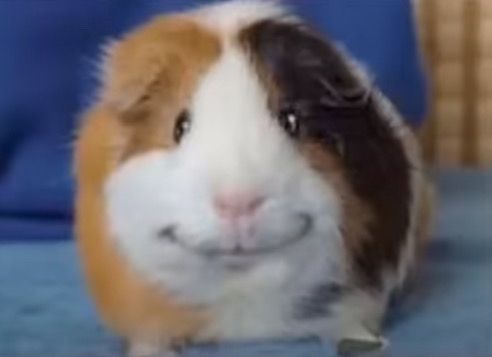 Guinea pig