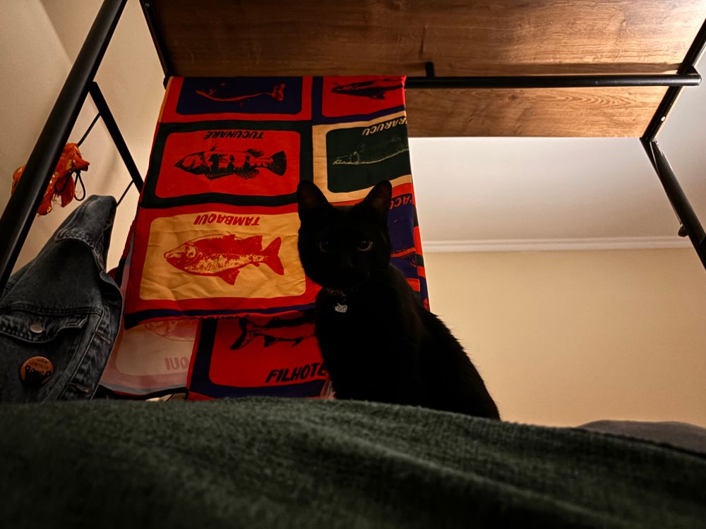 Foto tirada debaixo pra cima, no centro tem a silhueta de um gato preto, não dá pra ver muito dele, mas ela tá olhando pra foto. Atrás dela tem uma canga pendurada com peixes e nomes de peixes. Uma foto escura e com luz amarela.