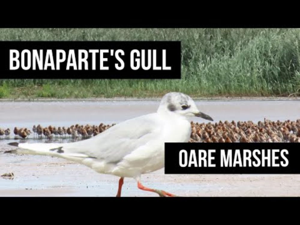 Bonaparte's Gull  - Oare Marshes