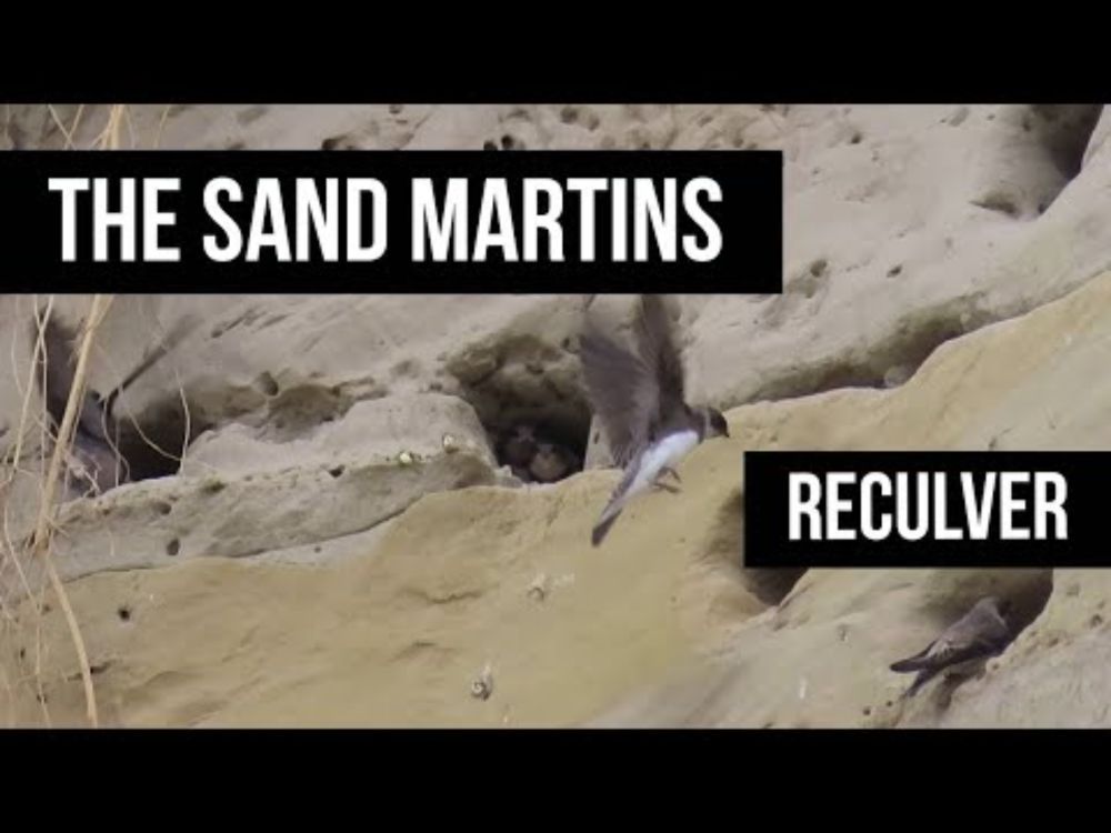 Sand martins - Reculver