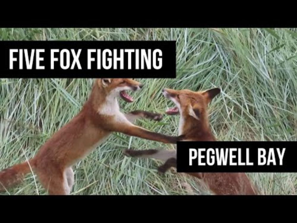 Five Fox Fighting - Pegwell Bay