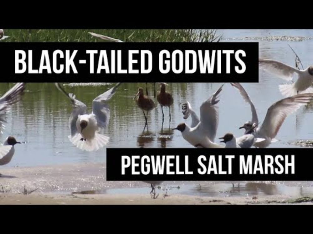 Black-tailed godwits - Pegwell beach