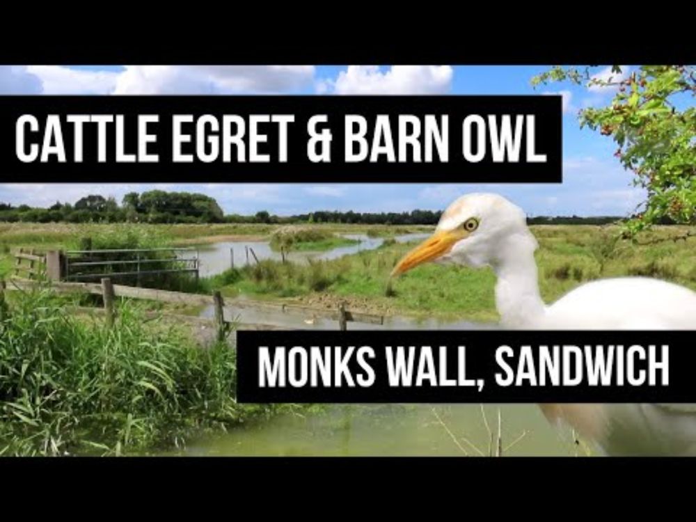Cattle Egret & Barn Owl - Monks Wall, Sandwich