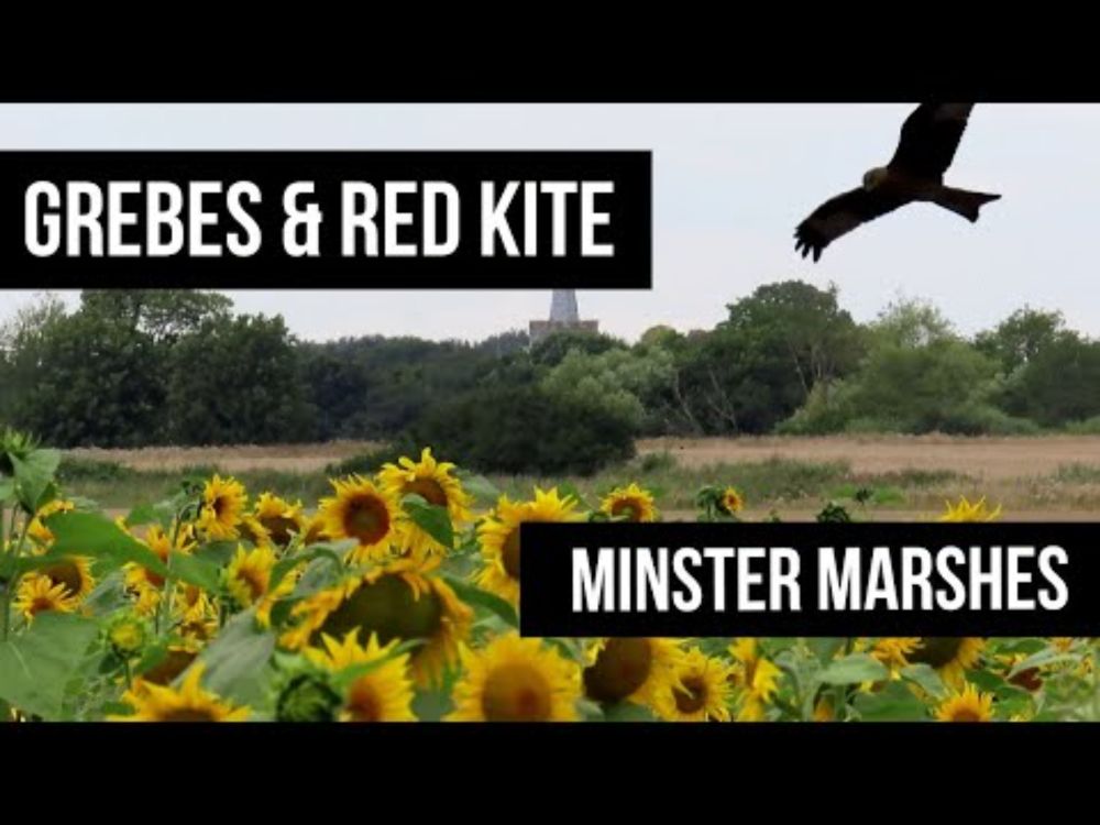 Minster Marshes in Summer