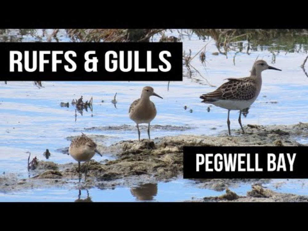 Ruffs & Gulls - Pegwell Bay