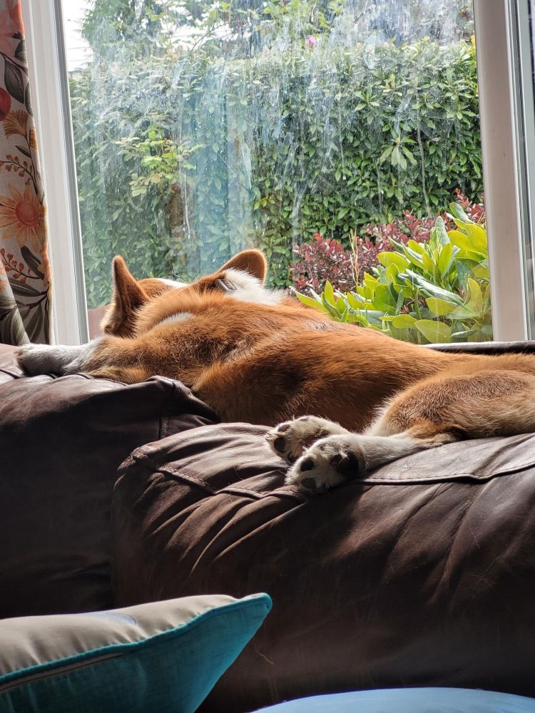 A corgi looking forlornly out the window as it rains 