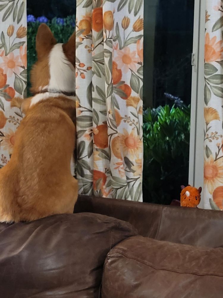 A corgi sticking her face between the curtains to look out the window