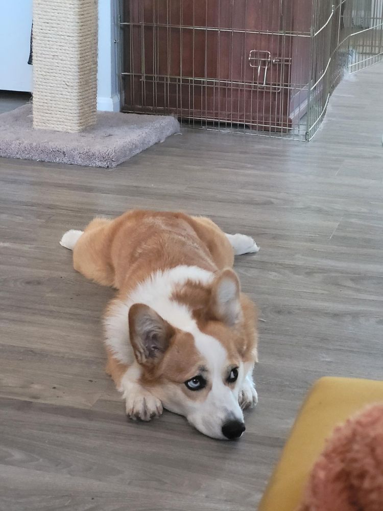 A corgi in a sploot, looking sadly at something out of frame 