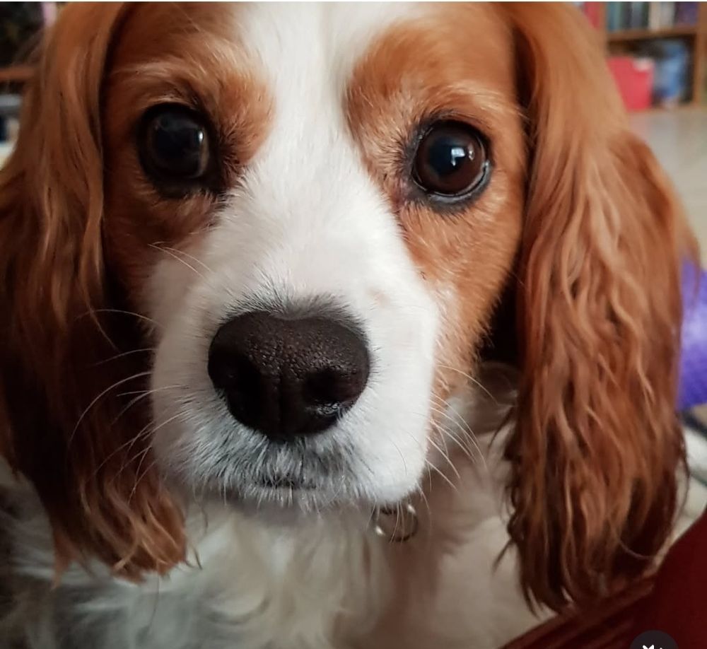 Dash, a brown and white cavoodle. Very handsome. Photo is of his gorgeous face, taken a few years ago. 