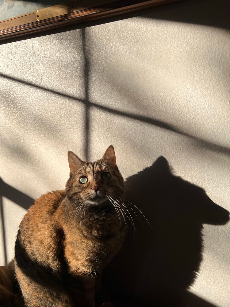 Cat sitting in sunbeam on couch with large shadow 