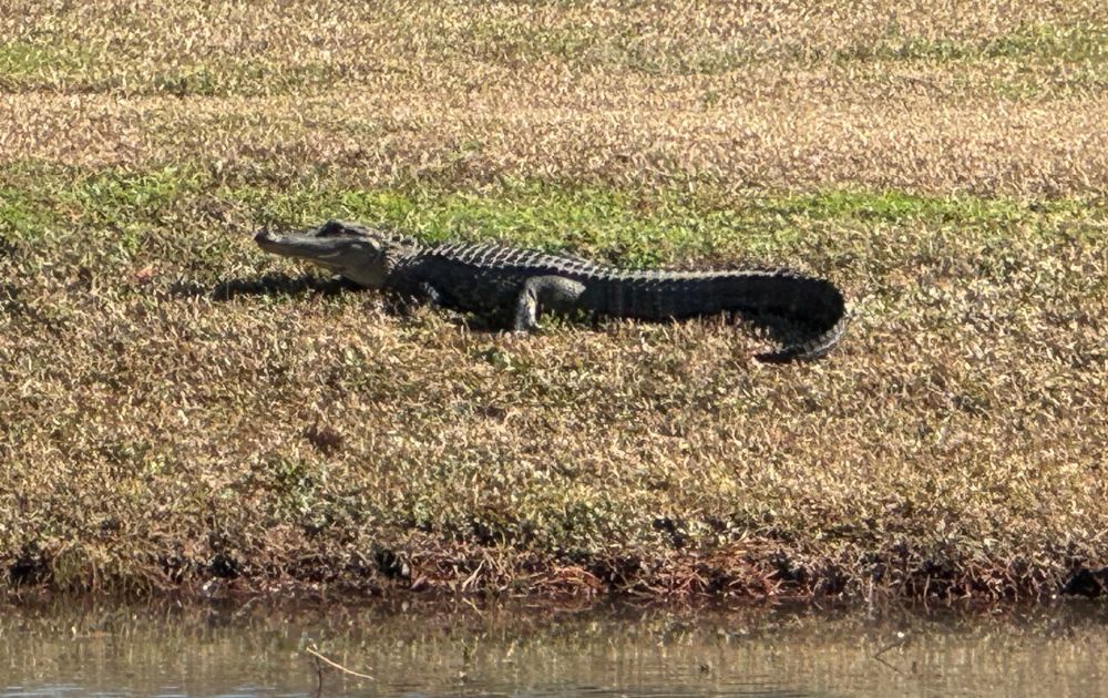 A picture of a Medium size alligator on grass next to a body of water 