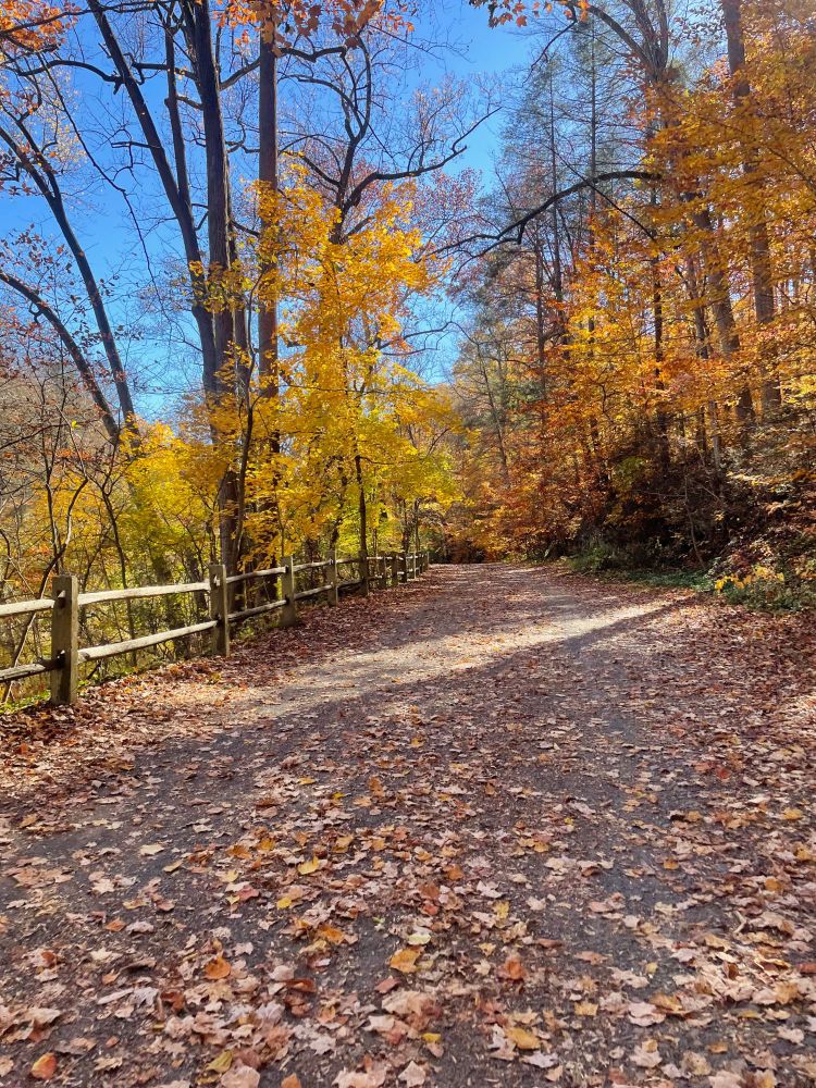 fall colors on Forbidden Dr. at Wissahickon Valley Park 