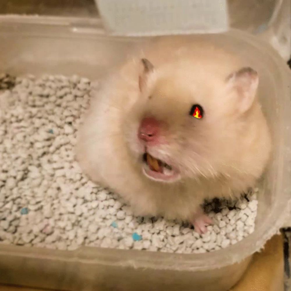 a hamster with red eyes is sitting in a plastic container of white gravel