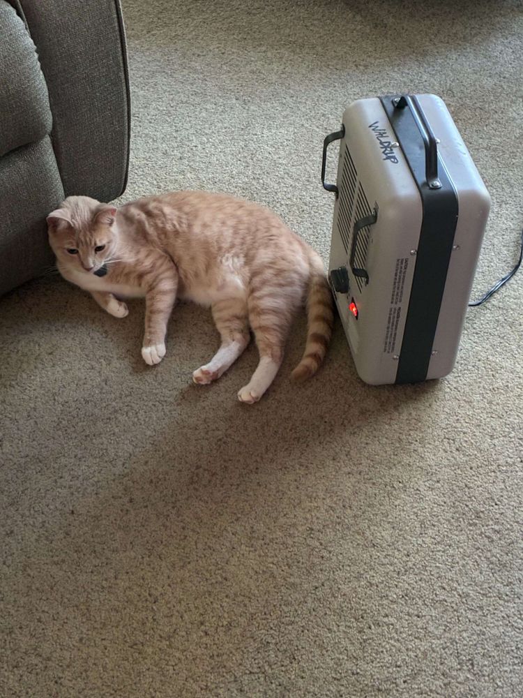 My orange cat Riley laying down on the carpet right in front of a space heater