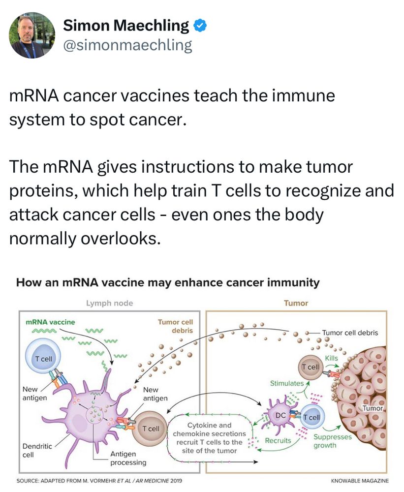 mRNA cancer vaccines teach the immune system to spot cancer.  The mRNA gives instructions to make tumor proteins, which help train T cells to recognize and attack cancer cells-even ones the body normally overlooks. 