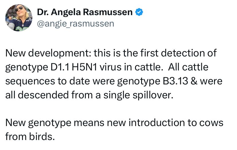 New development: this is the first detection of D1.1 H5N1 virus in cattle.  All cattle sequences to date were genotype B3.13 and were all descended from a single spillover.  New genotypes means new introduction to cows from birds.