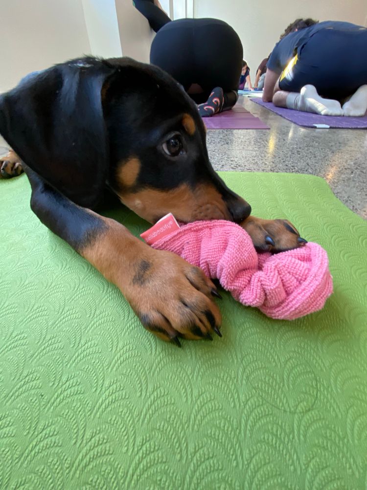 A Doberman puppy playing with a pink hair tie. 