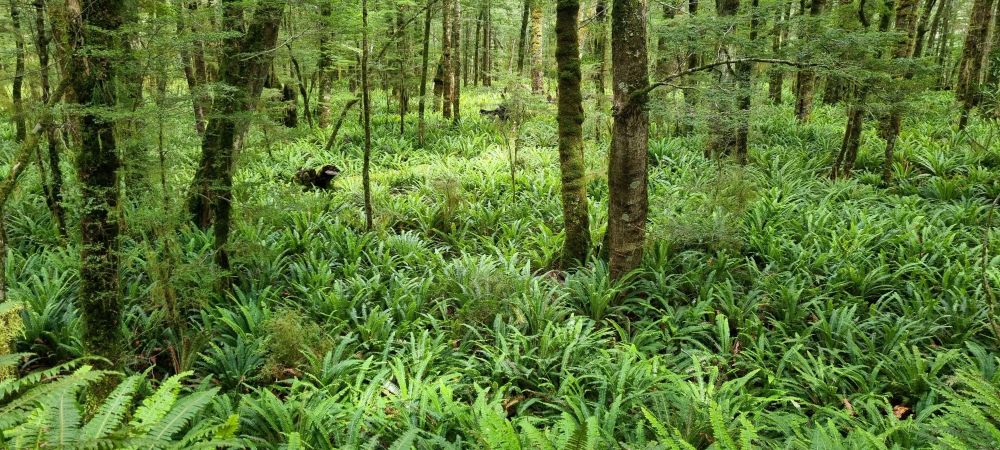 Younger Beech  trees growing out of a carpet of Crown ferns. 