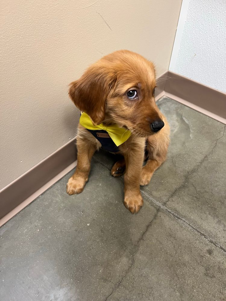 A picture of a golden retriever puppy looking bashfully up at the camera 