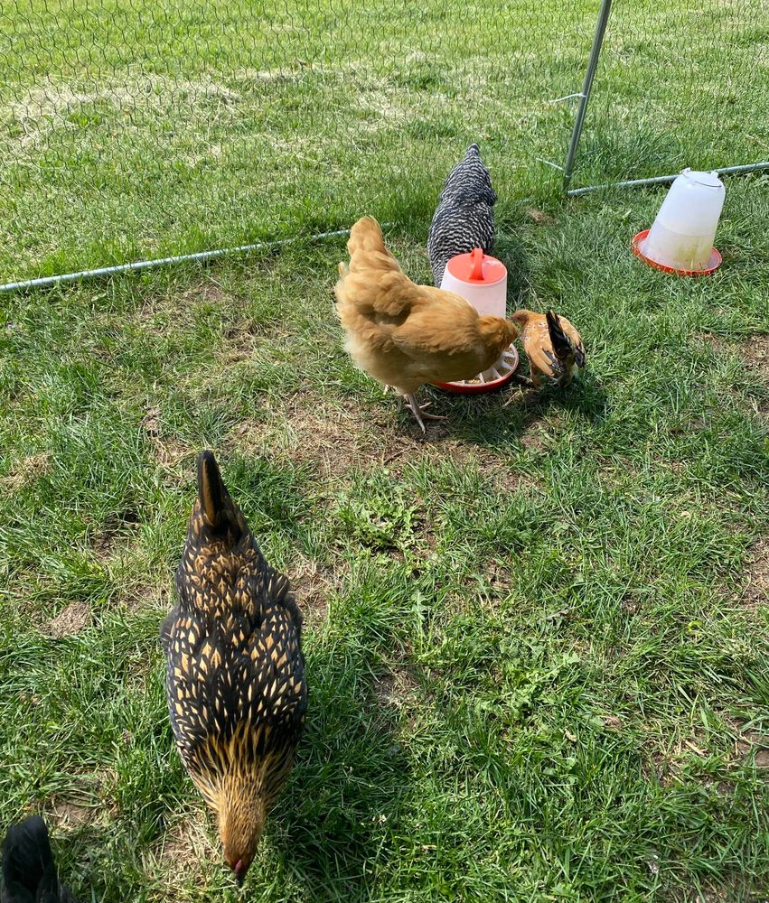 A small flock of chickens grazing