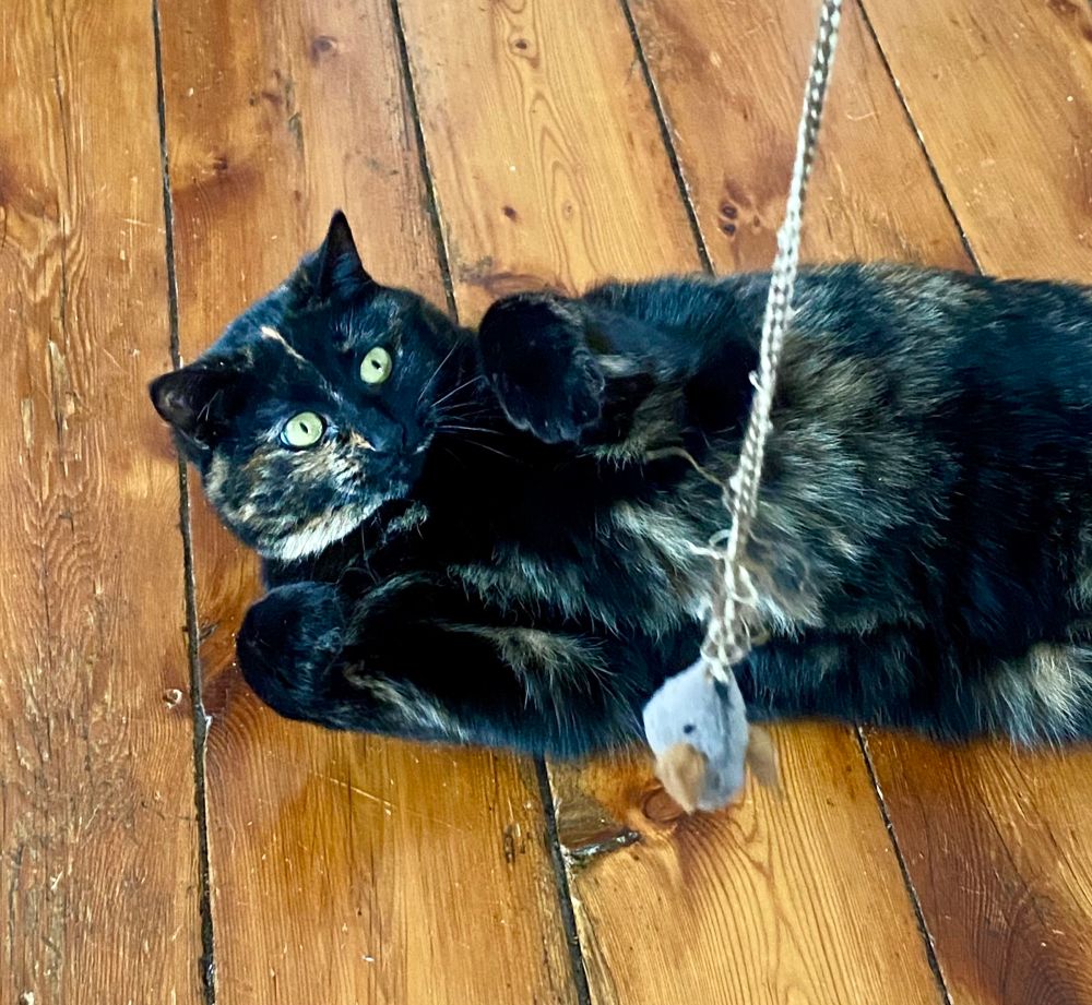 Tortie cat on her back with wide eyes looking at a mouse toy