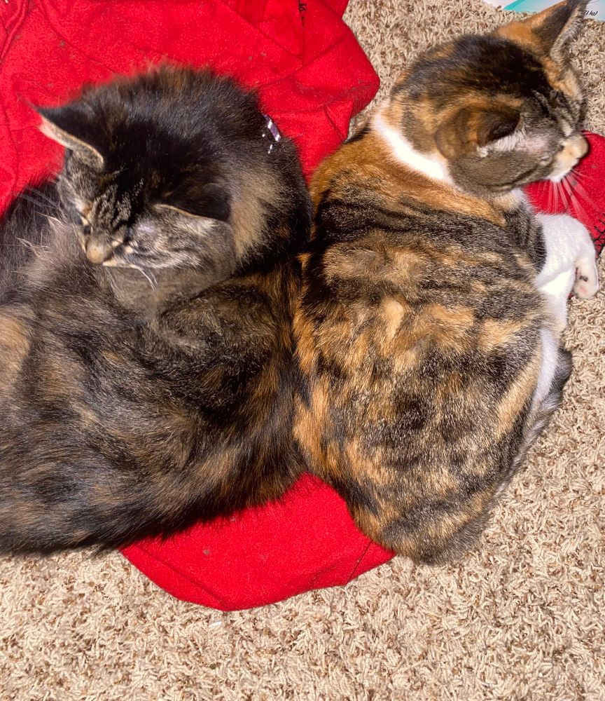 Two cats cuddling on a red blanket 