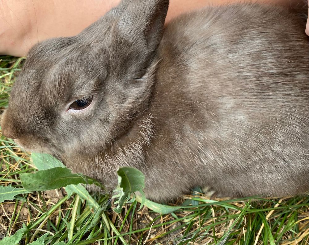 A brown rabbit 