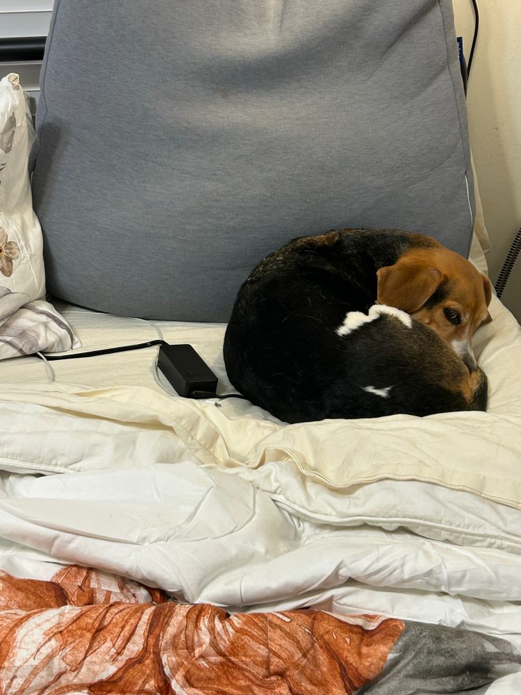 Lulu the beagle is curled into a tight ball in her mother’s designated spot on the bed. Lulu feels no remorse for this crime, as evidenced by her bombastic side eye 