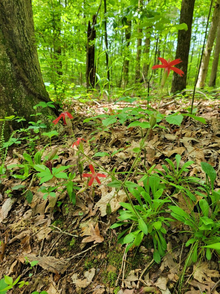 An endangered native plant in its natural habitat