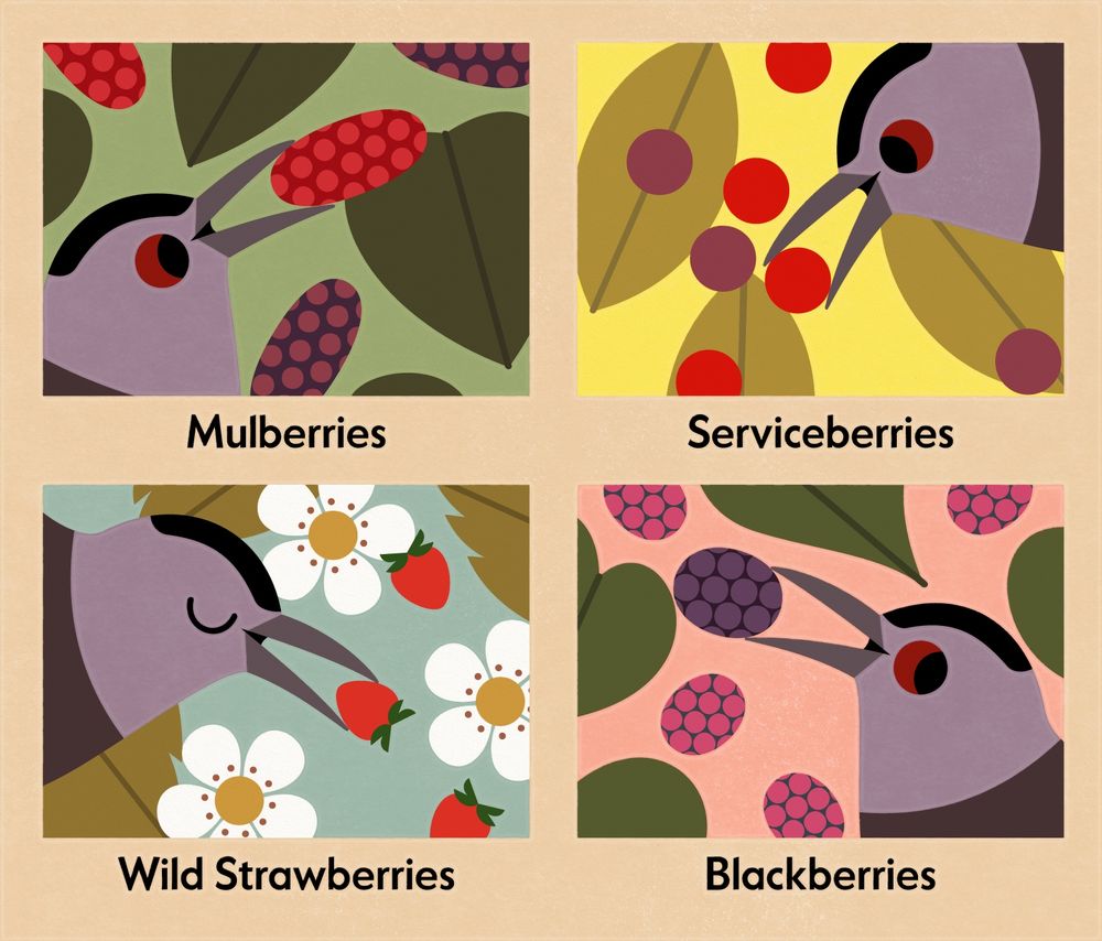 Four colorful panels of a Gray Catbird with mulberries, serviceberries, wild strawberries, and blackberries in their beak