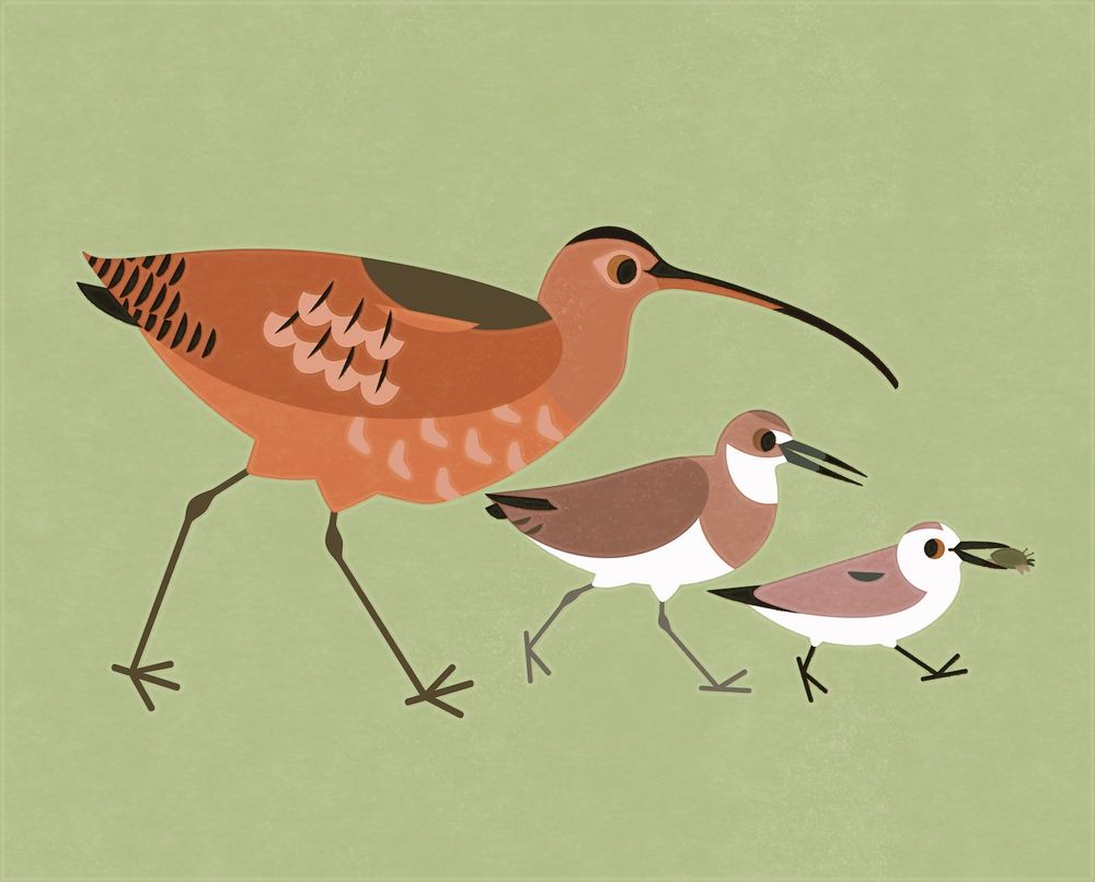Flat illustration of a Long-billed Curlew and Willet in pursuit of a Sanderling with a mole crab in their beak