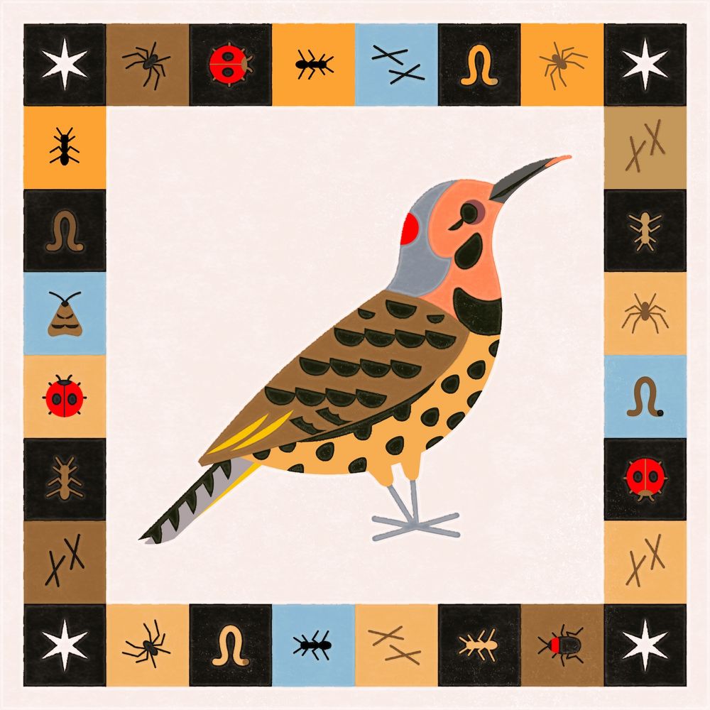 Flat illustration of a Northern Flicker with its tongue ever-so-slightly out of its beak. The illustration is framed by a colorful square pattern that features ants, moths, beetles, worms, spiders, woodpecker tracks, and stars