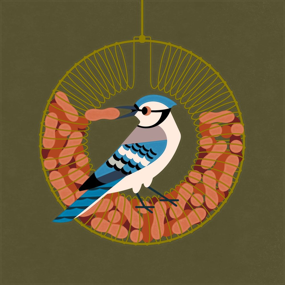 Flat, graphic illustration of a Blue Jay with a peanut in their beak perched atop a green wire wreath feeder.