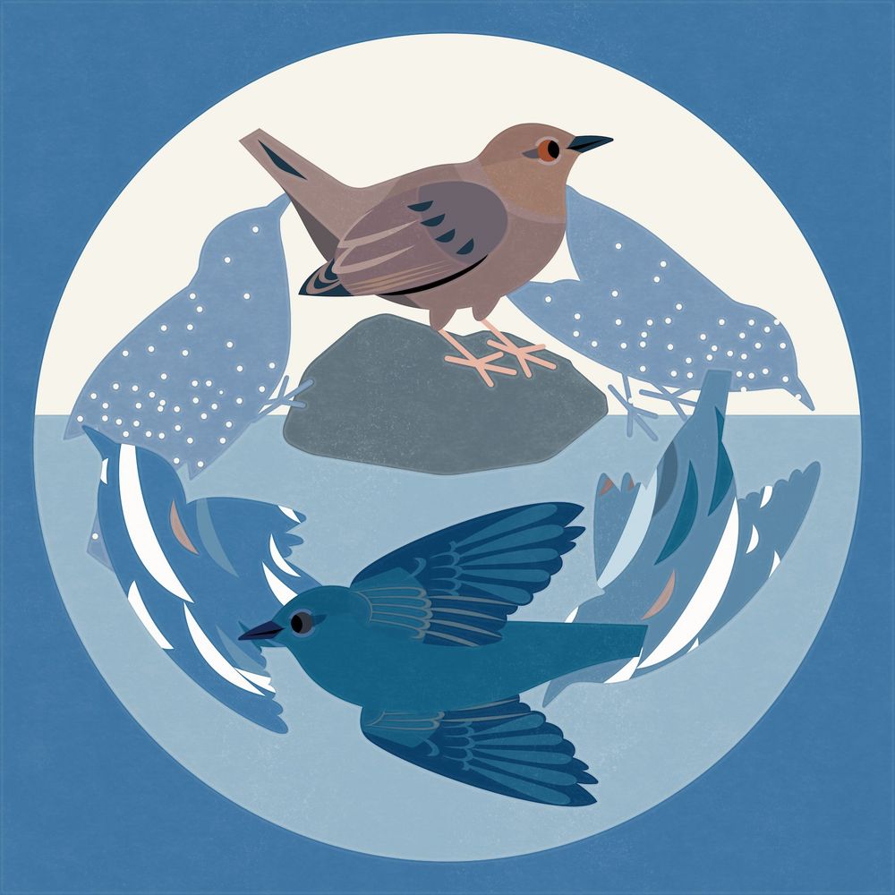 Flat illustration of an American Dipper framed in a circle. The dipper engages in its signature dip below the water in 7 steps, with stylized silhouettes beginning from a rock, diving below the water, and surfacing on top of the same rock. 