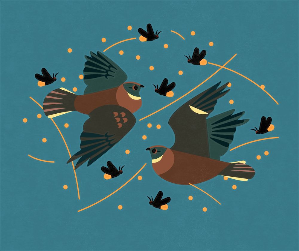 Flat illustration of two Whip-poor-wills in flight surrounded by fireflies and yellow lines inspired by long exposure photographs.